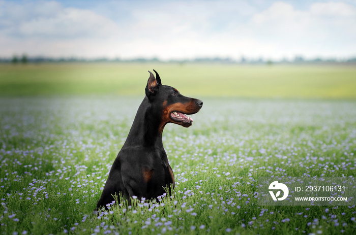  Doberman dog beautiful portrait magic light beautiful nature