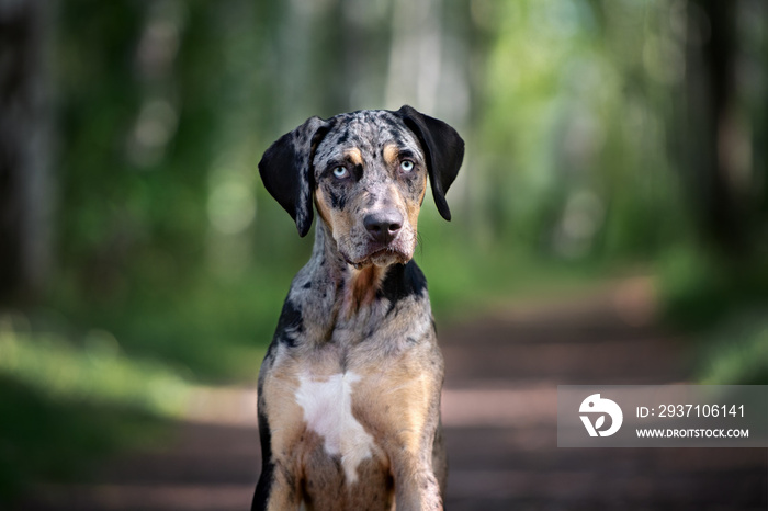 beautiful dog with blue eyes portrait outdoors