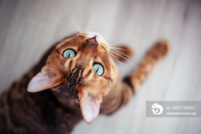 Beautiful red Bengal cat with bright green eyes, sitting on the floor, shot from above