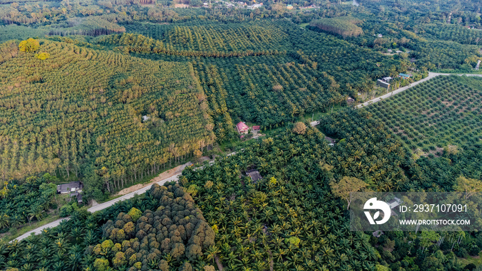 泰国东南亚美丽的棕榈油种植园鸟瞰图