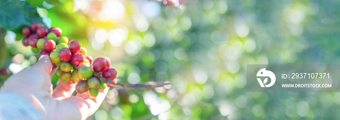 Banner coffee plant farm woman Hands harvest raw coffee beans. panoramaRipe Red berries plant fresh 