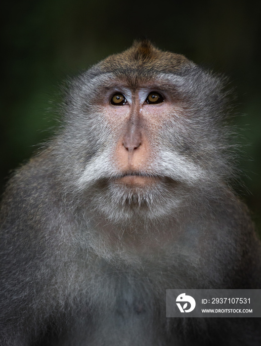 印尼巴厘岛乌布圣猴林中的猴子画像