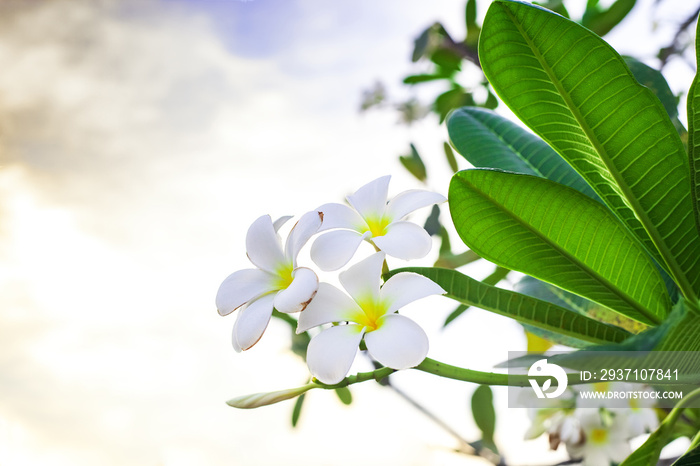 树上长着白花、绿叶的紫苏