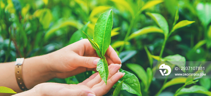 斯里兰卡茶园种植的茶叶。选择性聚焦。