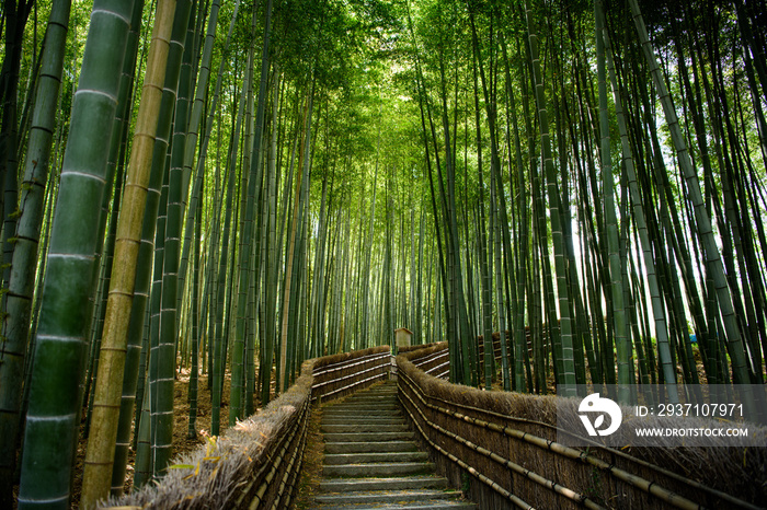 京都嵐山　念仏寺の竹林