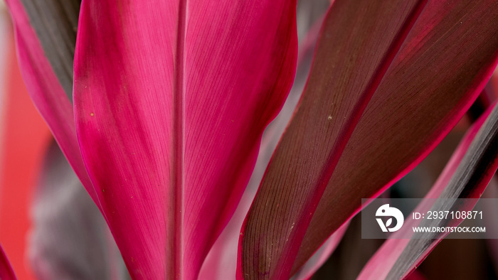 Cordyline Fruticosa的红叶特写。自然背景的热带植物