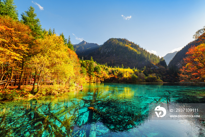 Amazing view of submerged tree trunks in the Five Flower Lake