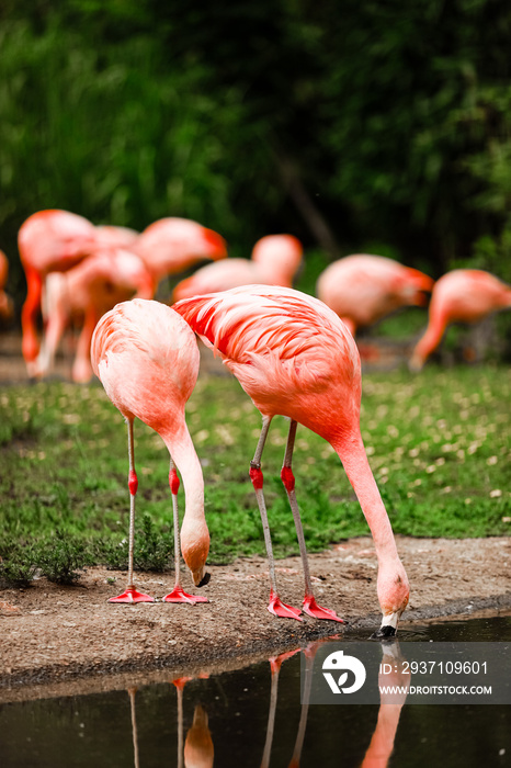 A group of pink flamingos hunting in the pond, Oasis of green in urban setting, flamingo