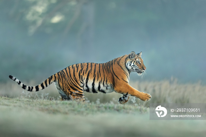 Amur tiger runing in natural habitat. Siberian tiger, Panthera tigris altaica. Blue background