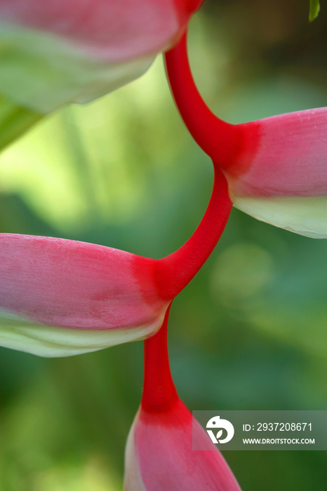 Close up of an heliconia flower
