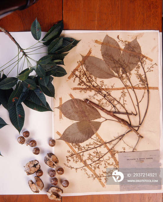 Leaves and seeds fresh and dry of the rubber tree