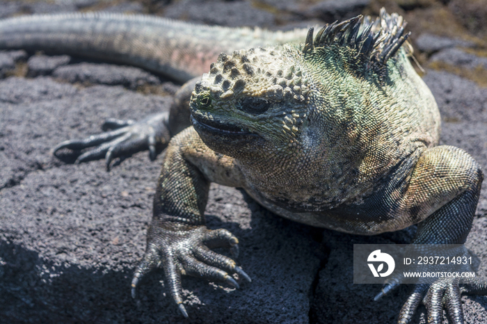 Marine Iguana,Galapagos Islands,Ecuador