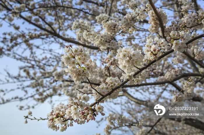 Cherry blossoms in Japan