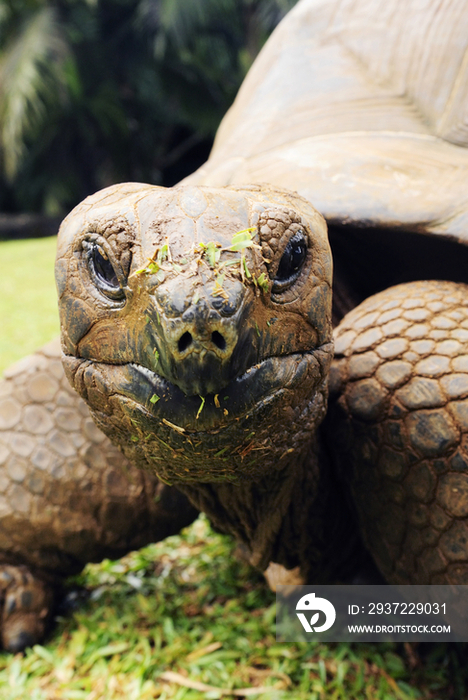 Close-up view of Giant Tortoise