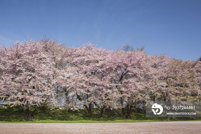 Cherry Blossoms at Kajyo Park in Japan