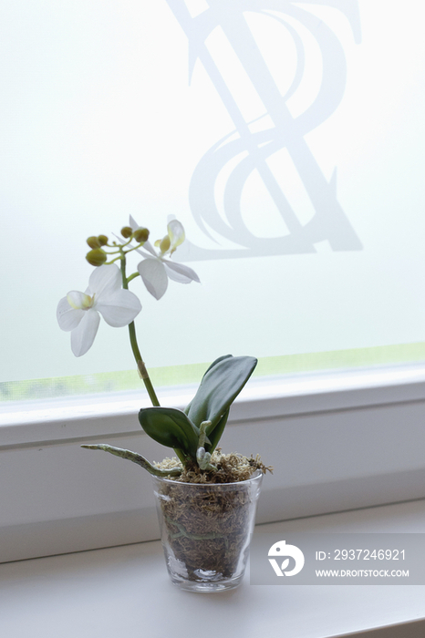 Flower plant on window sill