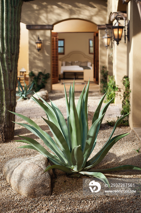 Cactus plant in garden pathway with view of bedroom through open doors; Scottsdale; USA
