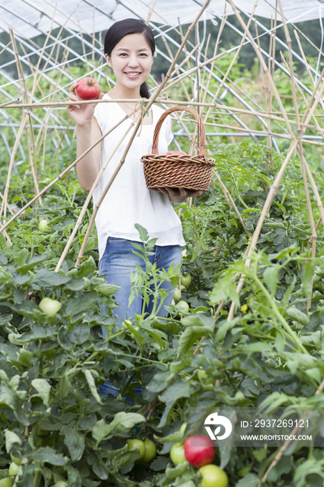 年轻女子采摘西红柿