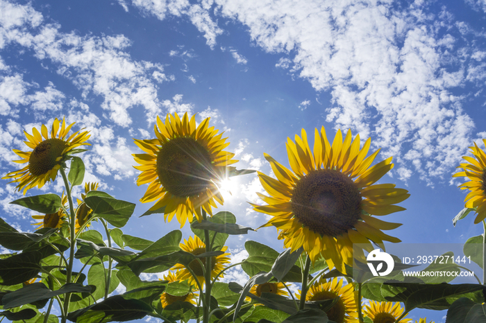 Sunflowers and sun light in Yamanashi Prefecture,Japan