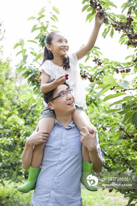 年轻父女在果园采摘樱桃