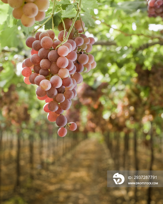 Grapes on Vine in Vineyard