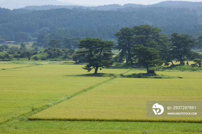 Rice field, Akita, Japan