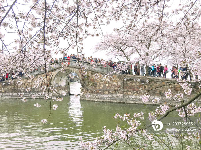 江苏省无锡鼋头渚赏樱花