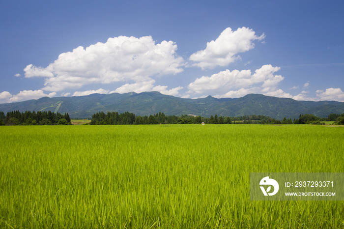 Rice field, Niigata, Japan