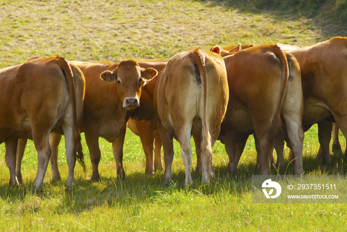 Cows in field