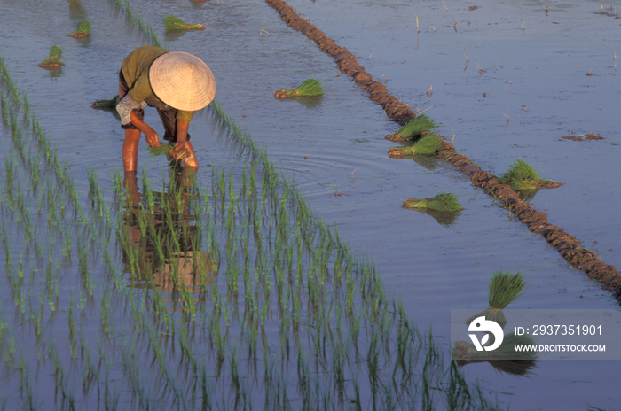 Viet Nam farmer