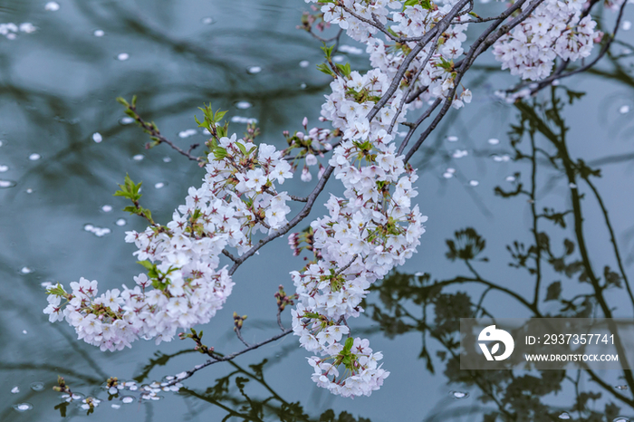 Cherry blossoms at Takada Castle in Japan