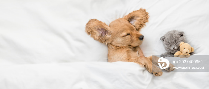 年轻的英国可卡犬幼犬和灰色小猫睡觉。白色战争下，宠物们睡在一起