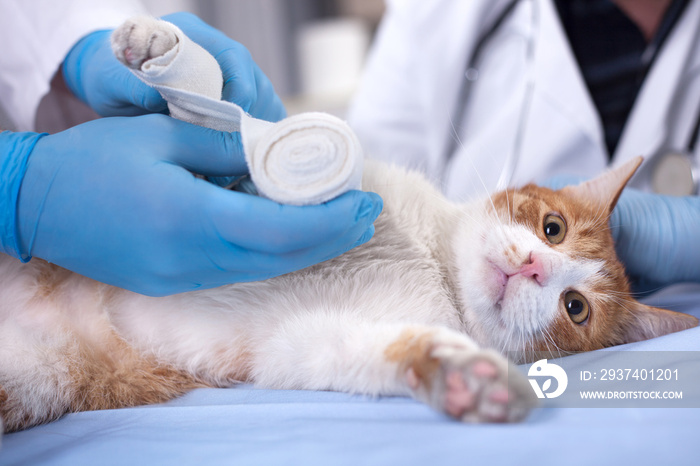 cat getting bandage after injury on his leg on vet clinic