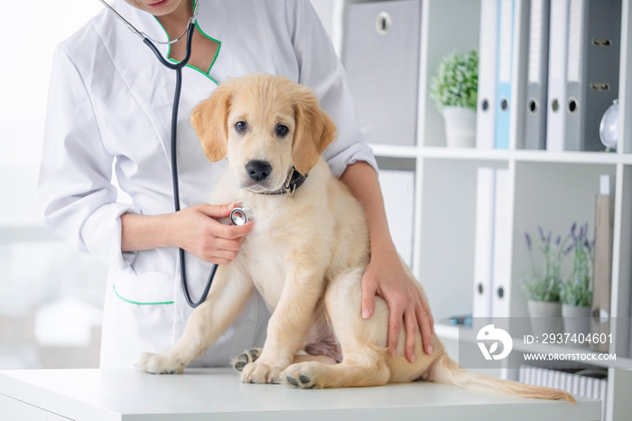 Examining of lovely dog by stethoscope in vet clinic