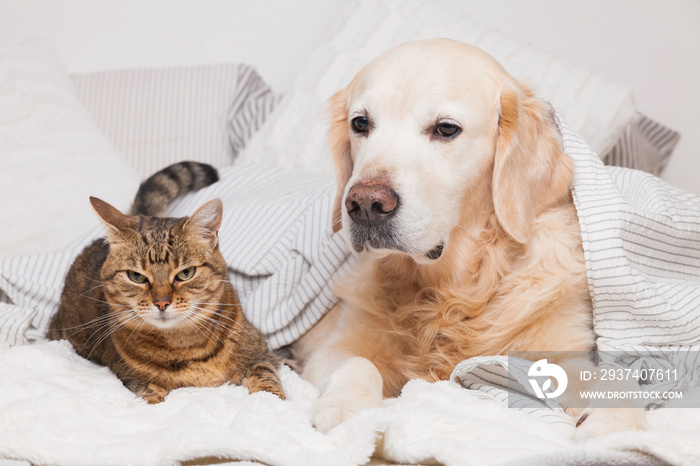 快乐的年轻金毛寻回犬和可爱的混血虎斑猫在舒适的格子布下。动物温暖了