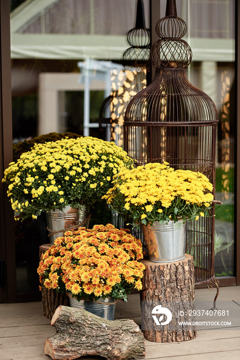 Yellow and orange chrysanthemum flowers in pots, copy space. Autumn wedding decorations. Fall, thank