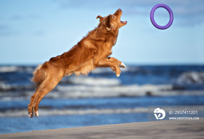 happy retriever dog jumping up to catch a round toy on the beach