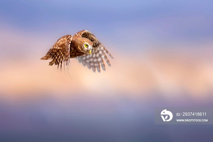 The little owl (Athene noctua) is flying.  Nature background.