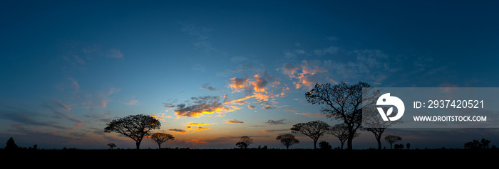 Panorama silhouette tree in africa with sunset.Tree silhouetted against a setting sun.Dark tree on o