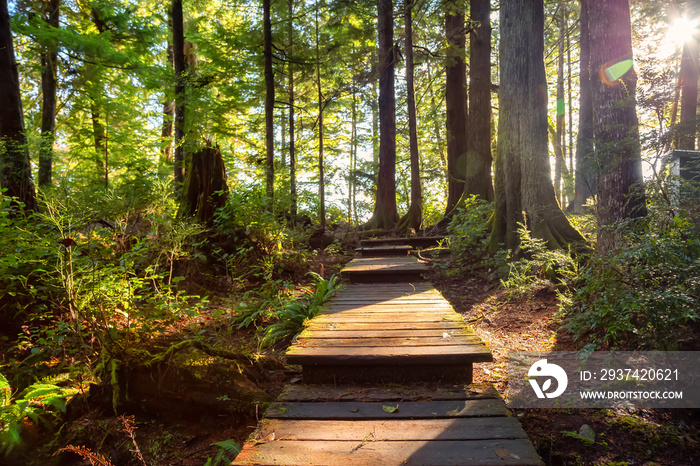 Beautiful Wooden Path in the Woods with colorful green trees leading to Kennedy Lake. Taken near Tof