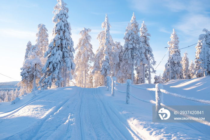 Winter morning and sunrise, blue cloudy sky.  Pines covered with snow and the suns rays Shine throu