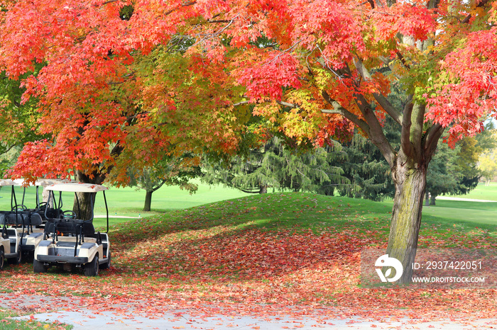 秋天的自然背景。美丽的秋天风景，靠近红色的枫树