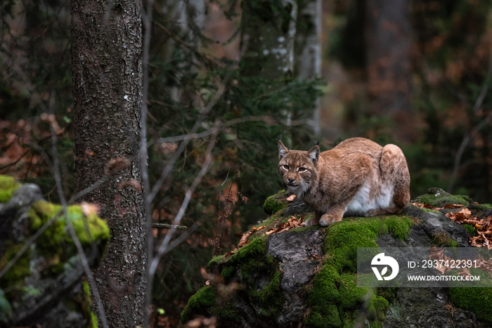 Lynx on the rock in Bayerischer Wald National Park, Germany 