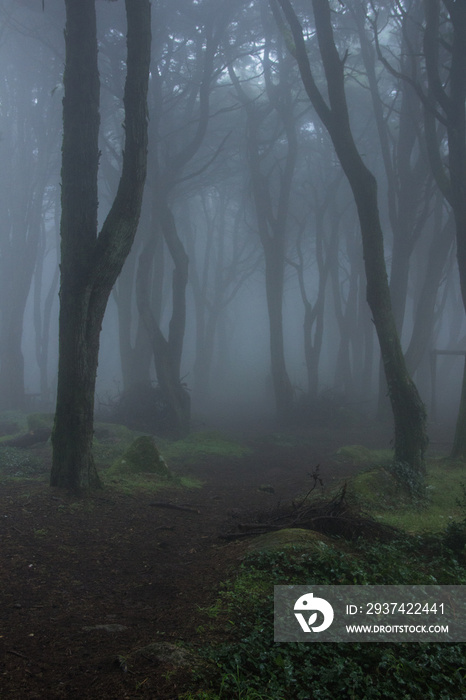 葡萄牙辛特拉山脉神秘的黑暗古老森林，有雾