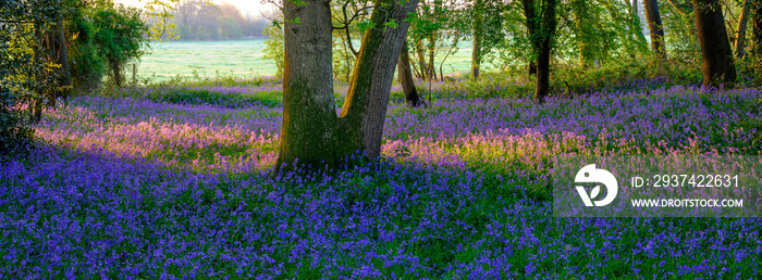 英国汉普郡汉布莱顿蓝铃树林中的日出