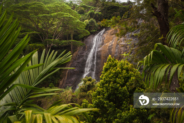 Greate and beautiful place in paradise. Green trees and plants in the mountain landscape of Sri Lank