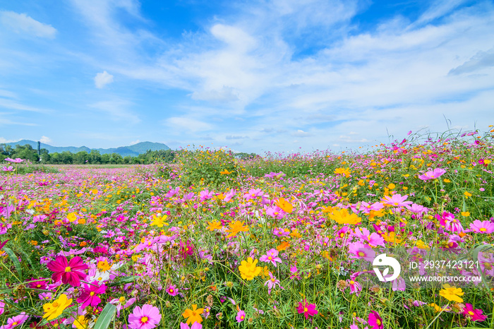 Cosmos flower against blue sky, Chiang Rai, Thailand.