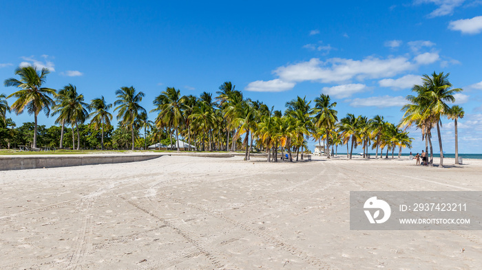 Key Biscayne Beach Palm trees in Florida