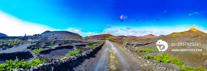 黑色火山土上的La Geria葡萄园。火山葡萄园的风景。兰萨罗特。加那利