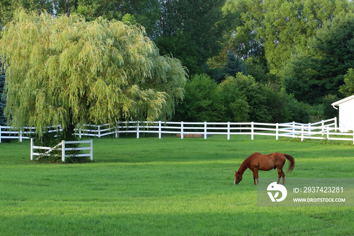 威斯康辛州夏季的自然背景是棕色的马。美丽的乡村景观是放牧的马